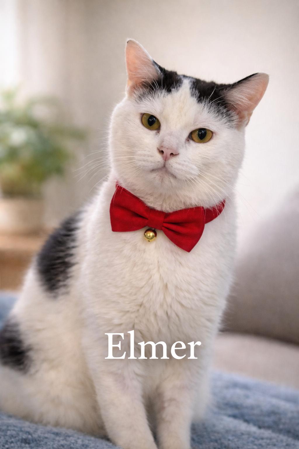 Enlarge Elmer-Gentle Companion, a Adoptable Domestic Short Hair in Laurel, MD image 5/5