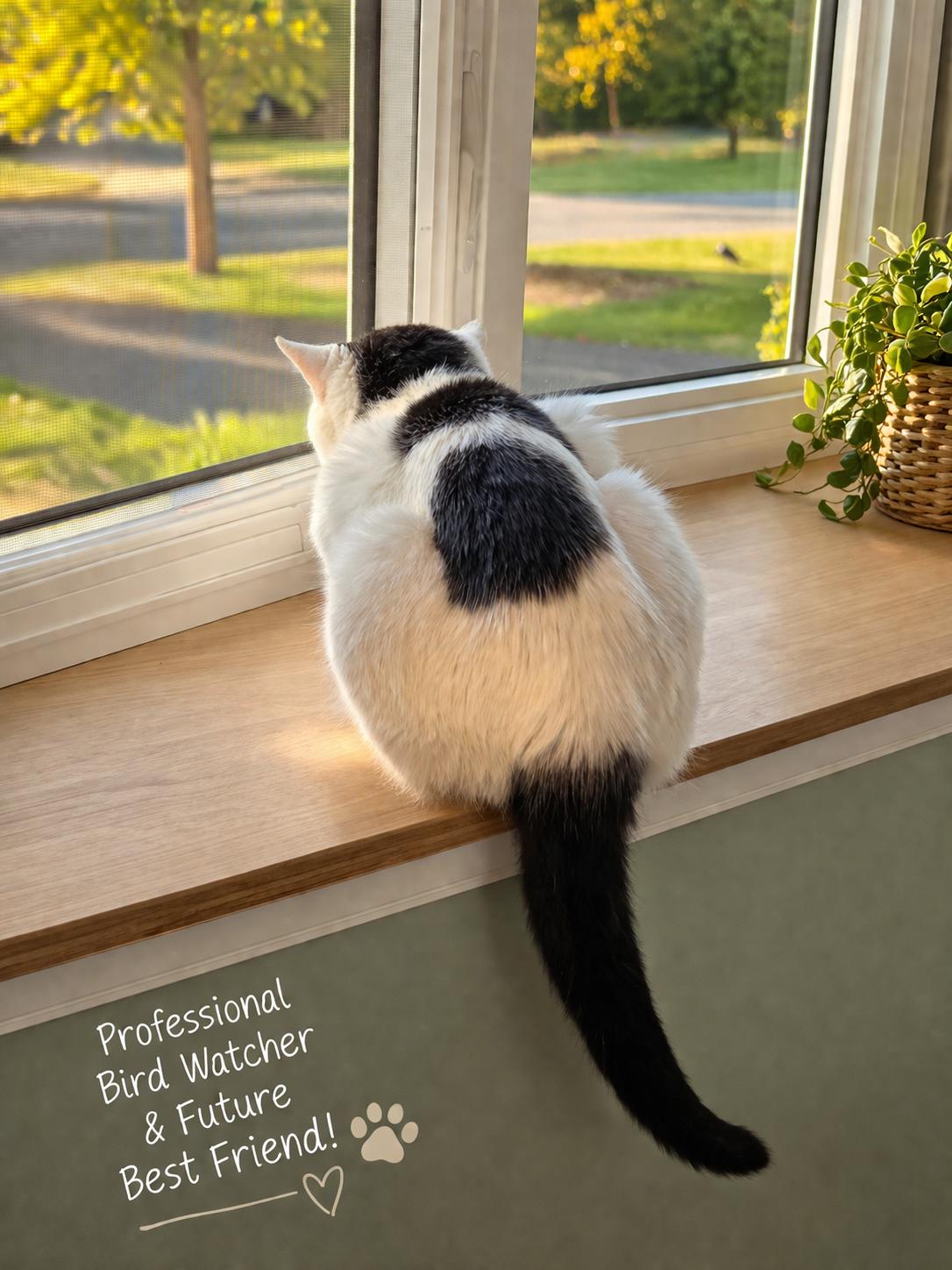 Enlarge Elmer-Gentle Companion, a Adoptable Domestic Short Hair in Laurel, MD image 2/5