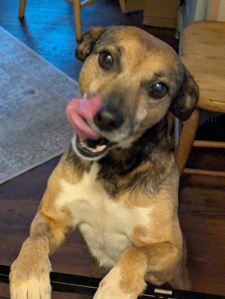 Bugsy, Adoptable, Adult Male Terrier & Feist.