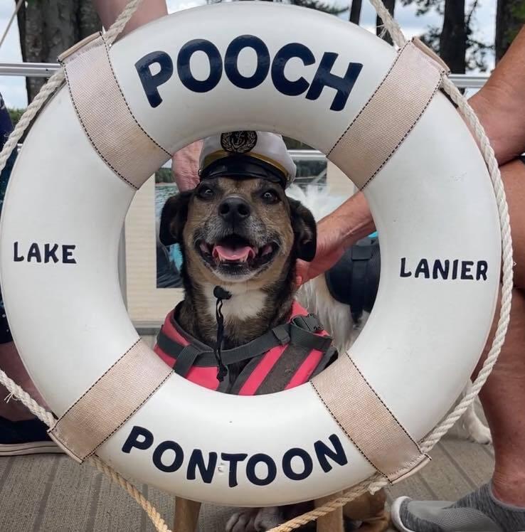 Bugsy, a Adoptable mixed breed in Gillsville, GA image 2/6