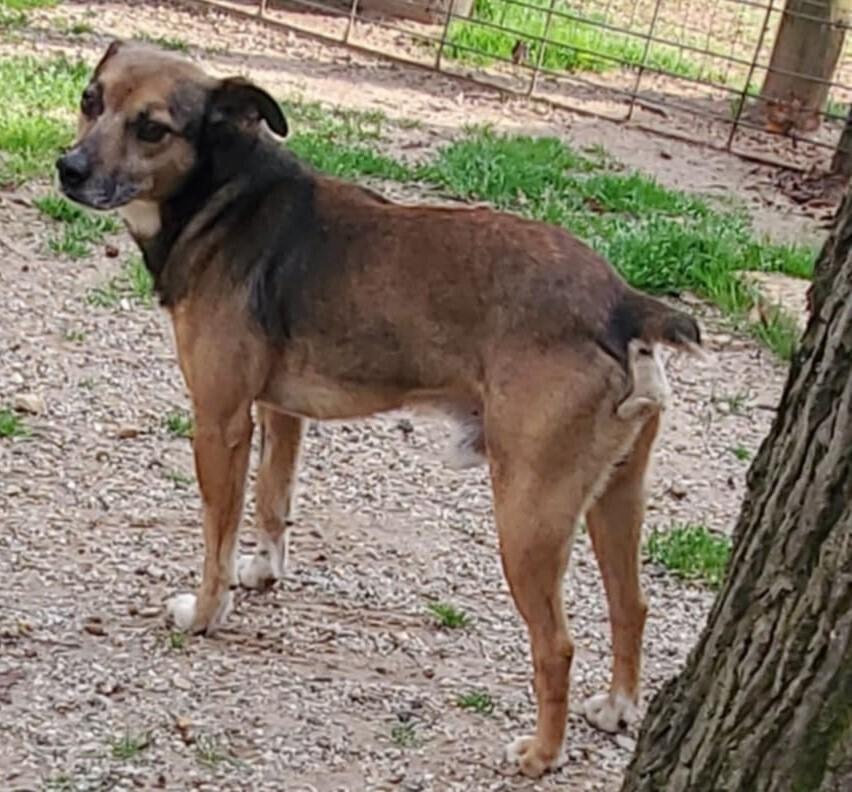 Enlarge Bugsy, a Adoptable mixed breed in Gillsville, GA image 2/6