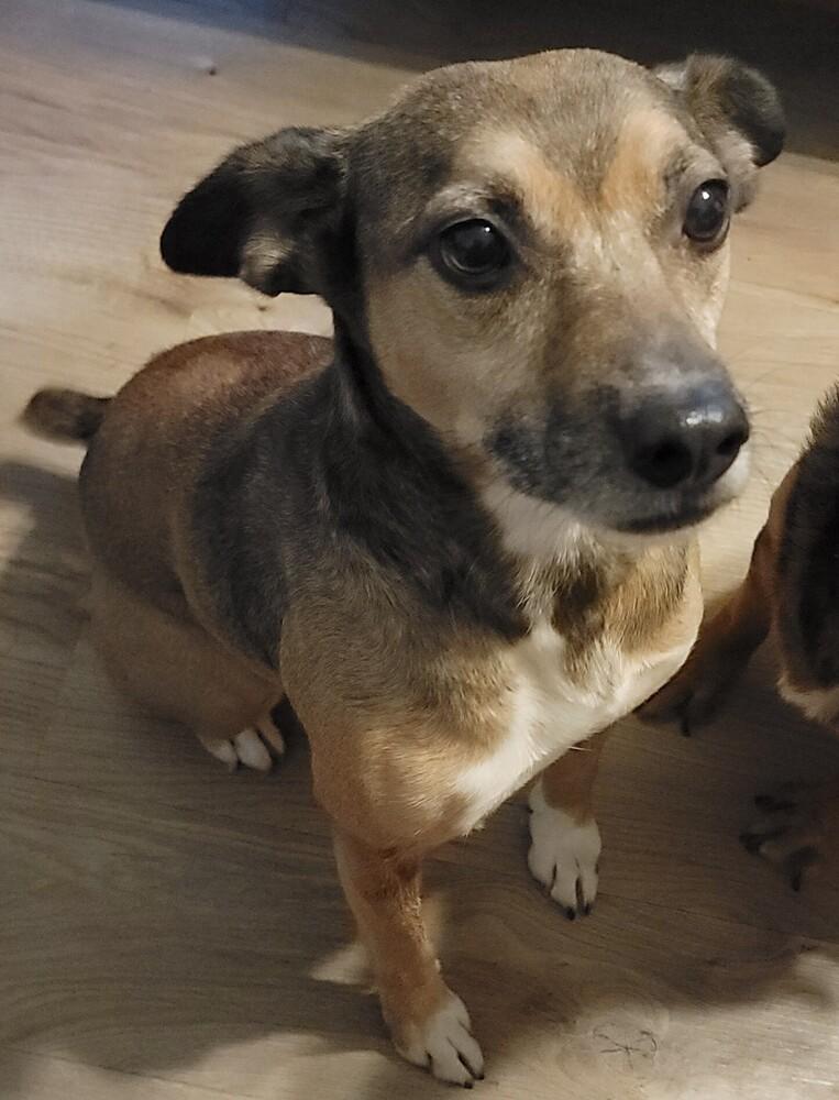 Enlarge Bugsy, a Adoptable mixed breed in Gillsville, GA image 3/6