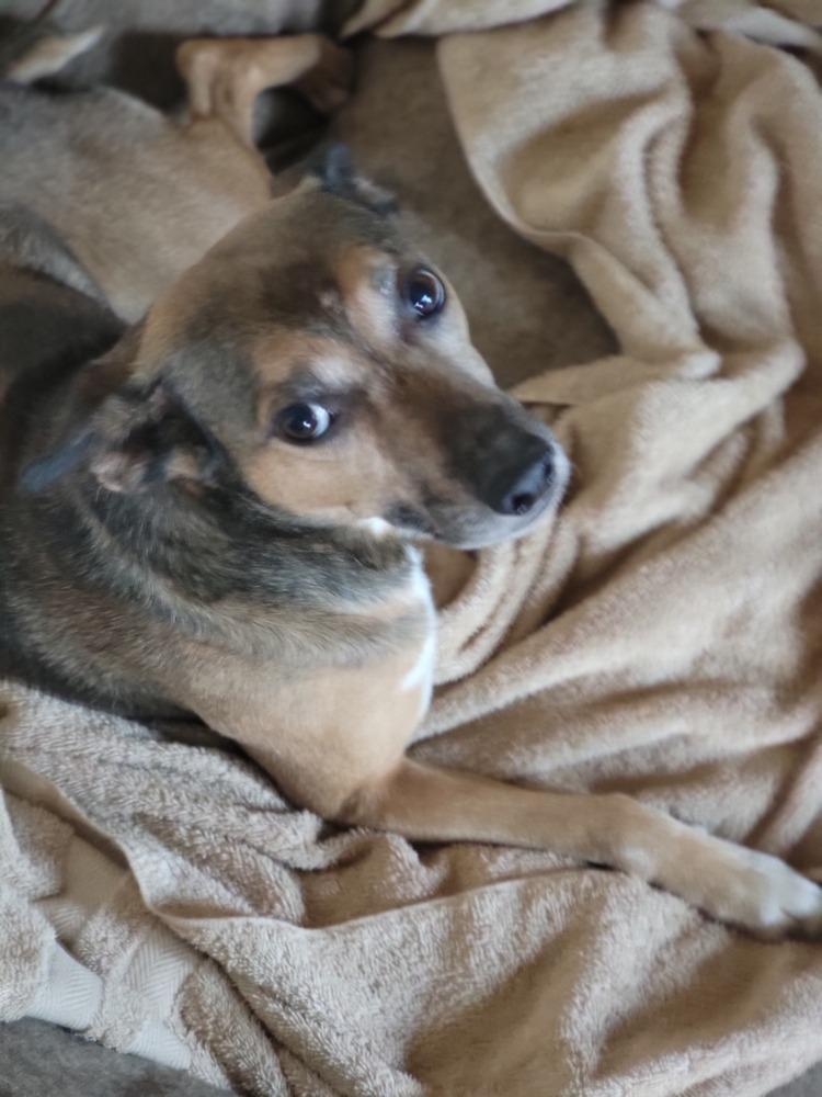 Enlarge Bugsy, a Adoptable mixed breed in Gillsville, GA image 5/6