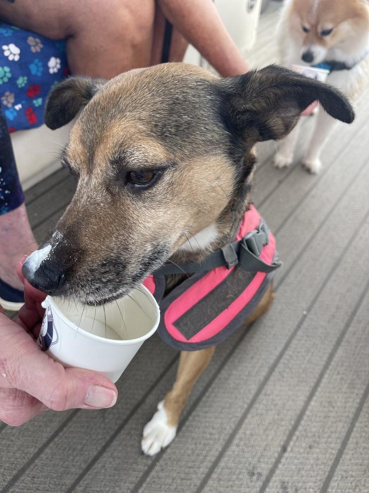 Bugsy, a Adoptable mixed breed in Gillsville, GA image 4/6