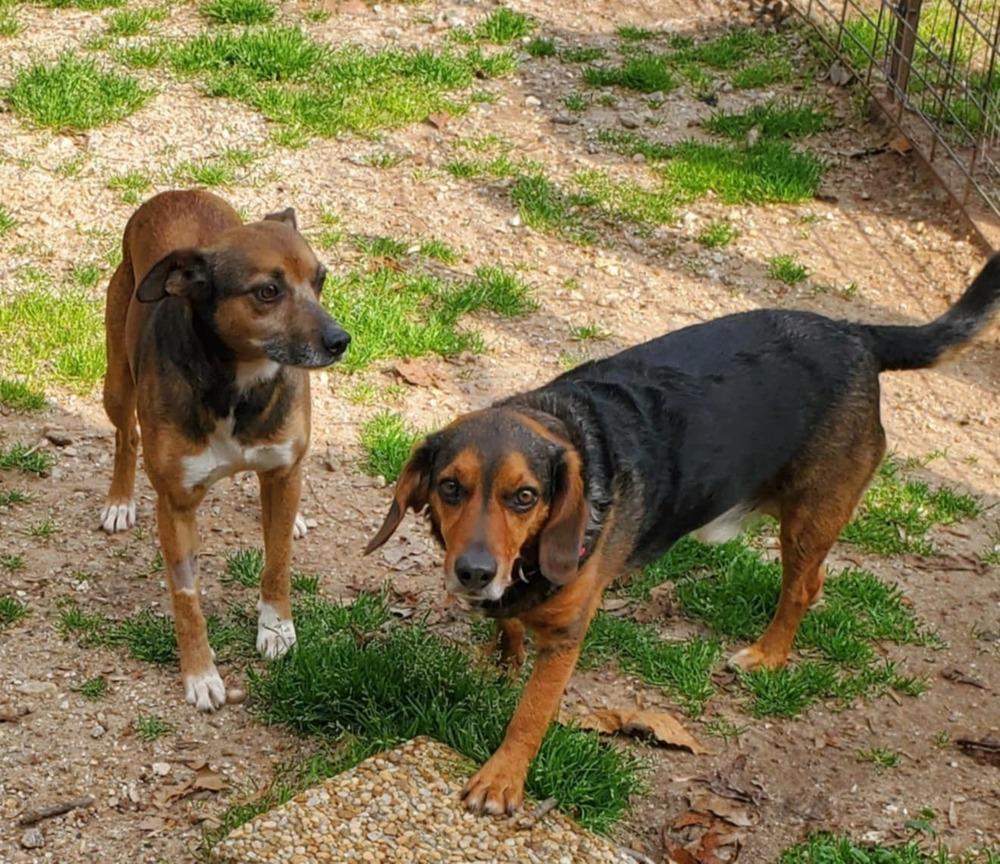 Bugsy, a Adoptable mixed breed in Gillsville, GA image 5/6