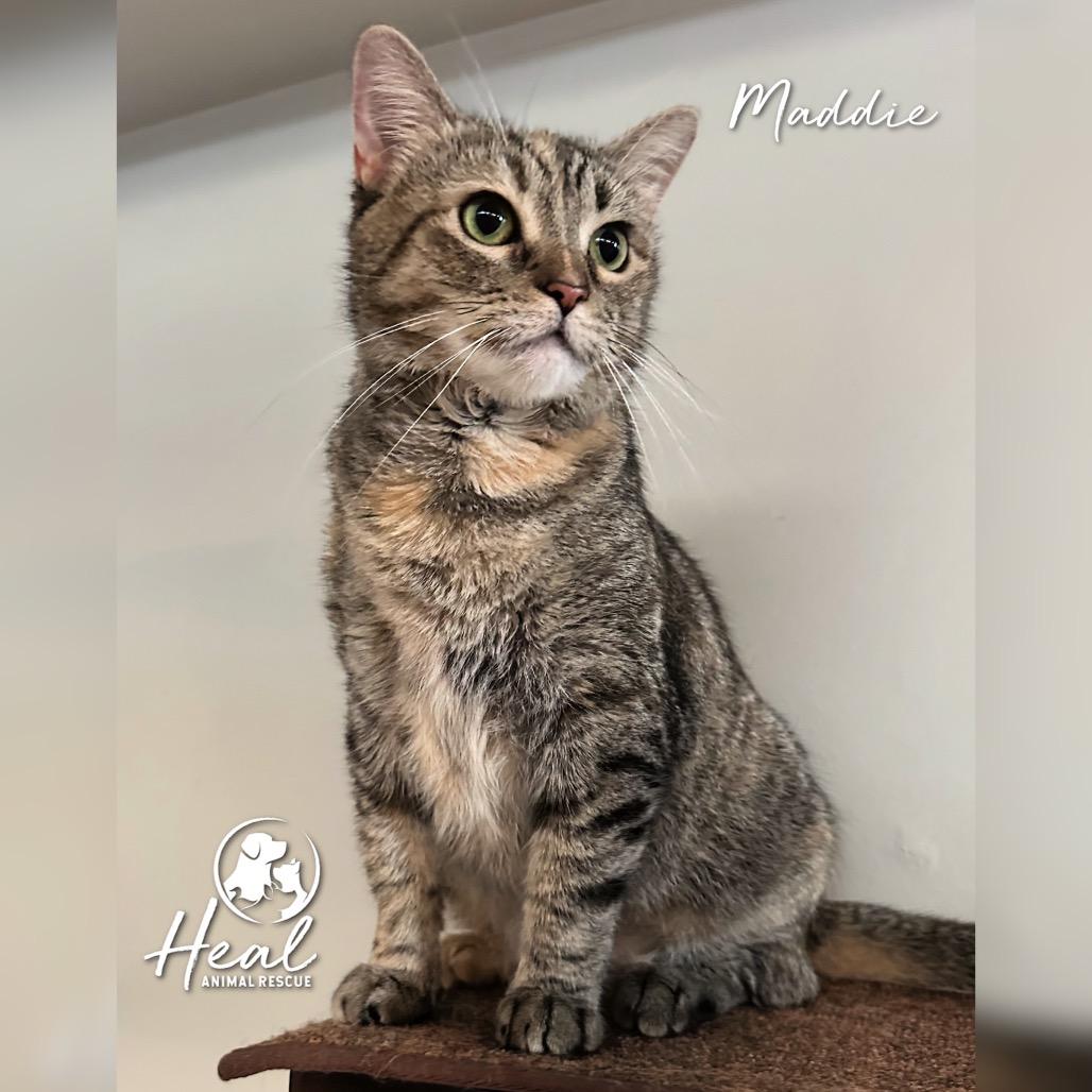 Maddie, Adoptable, Adult Female Domestic Short Hair.