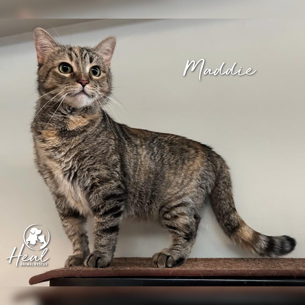 Enlarge Maddie, a Adoptable Domestic Short Hair in Youngwood, PA image 2/3