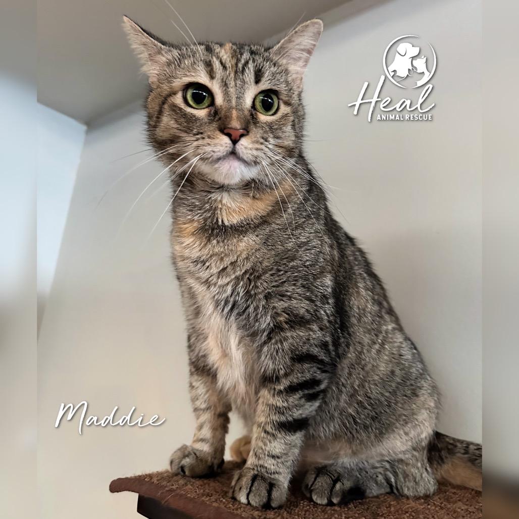 Enlarge Maddie, a Adoptable Domestic Short Hair in Youngwood, PA image 3/3