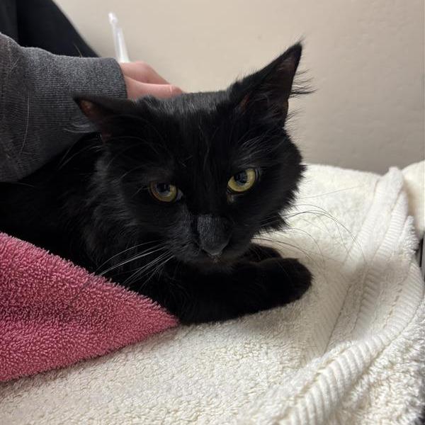 Enlarge Spooky, a Adoptable Domestic Long Hair in Tempe, AZ image 1/3