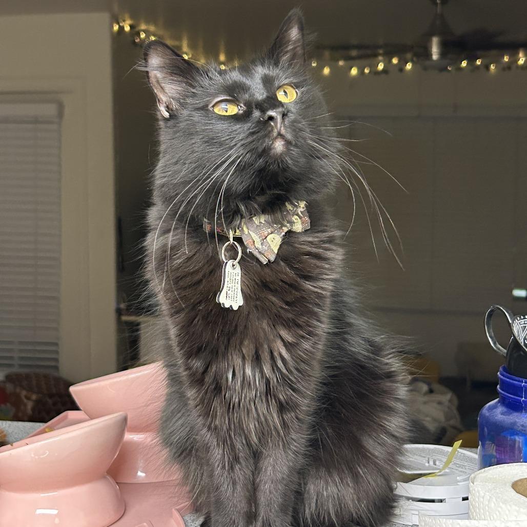 Enlarge Spooky, a Adoptable Domestic Long Hair in Tempe, AZ image 2/3