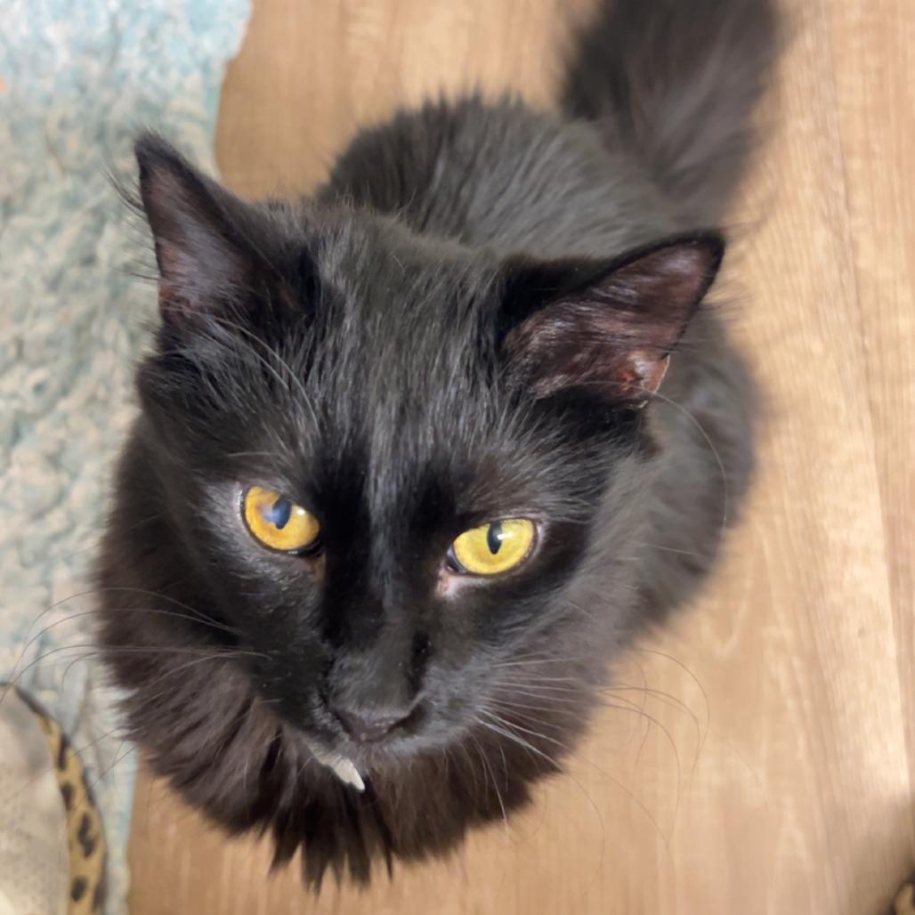 Enlarge Spooky, a Adoptable Domestic Long Hair in Tempe, AZ image 3/3