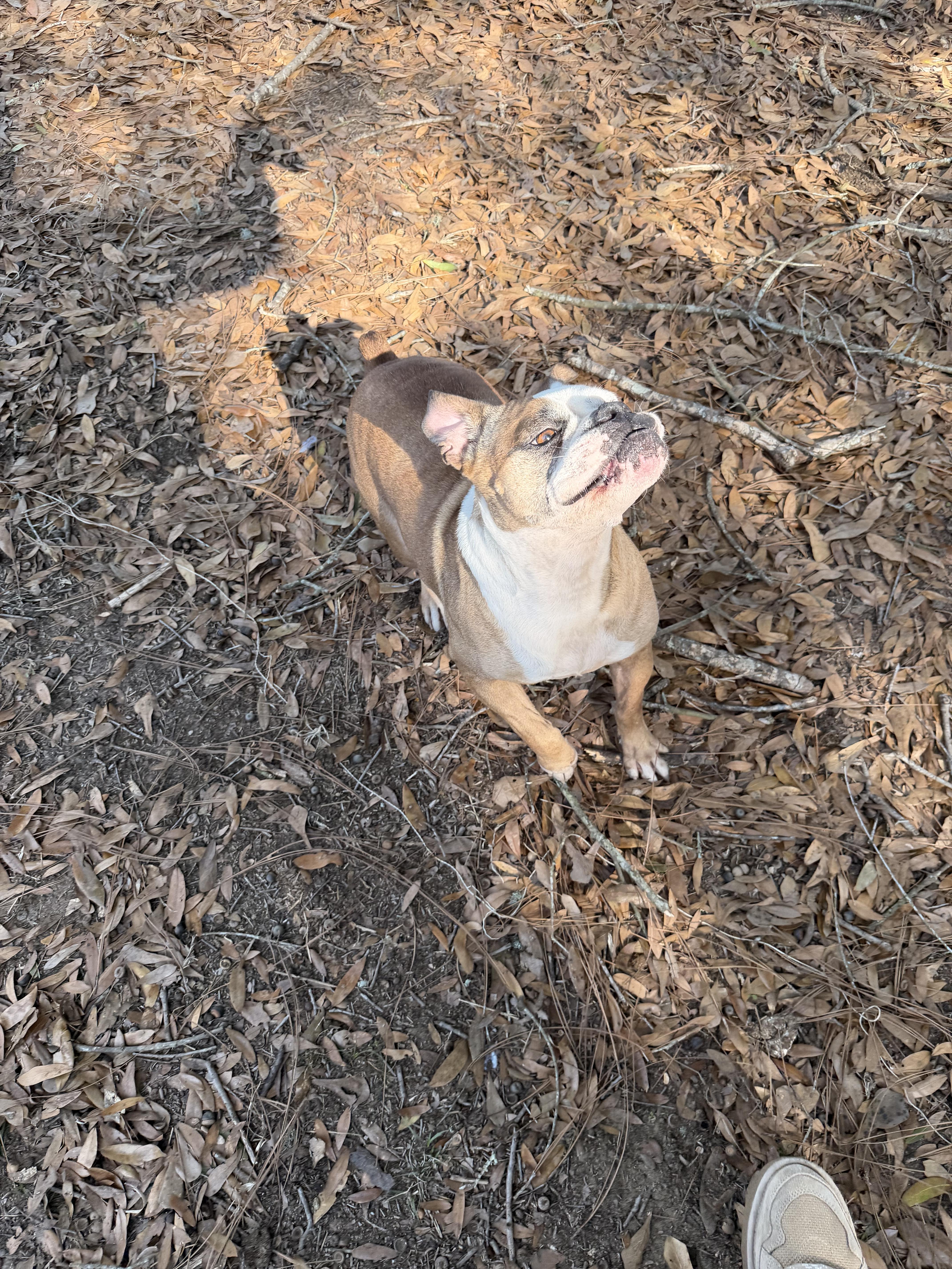Jamama, ADOPTABLE, Young Female Boxer & Bulldog.
