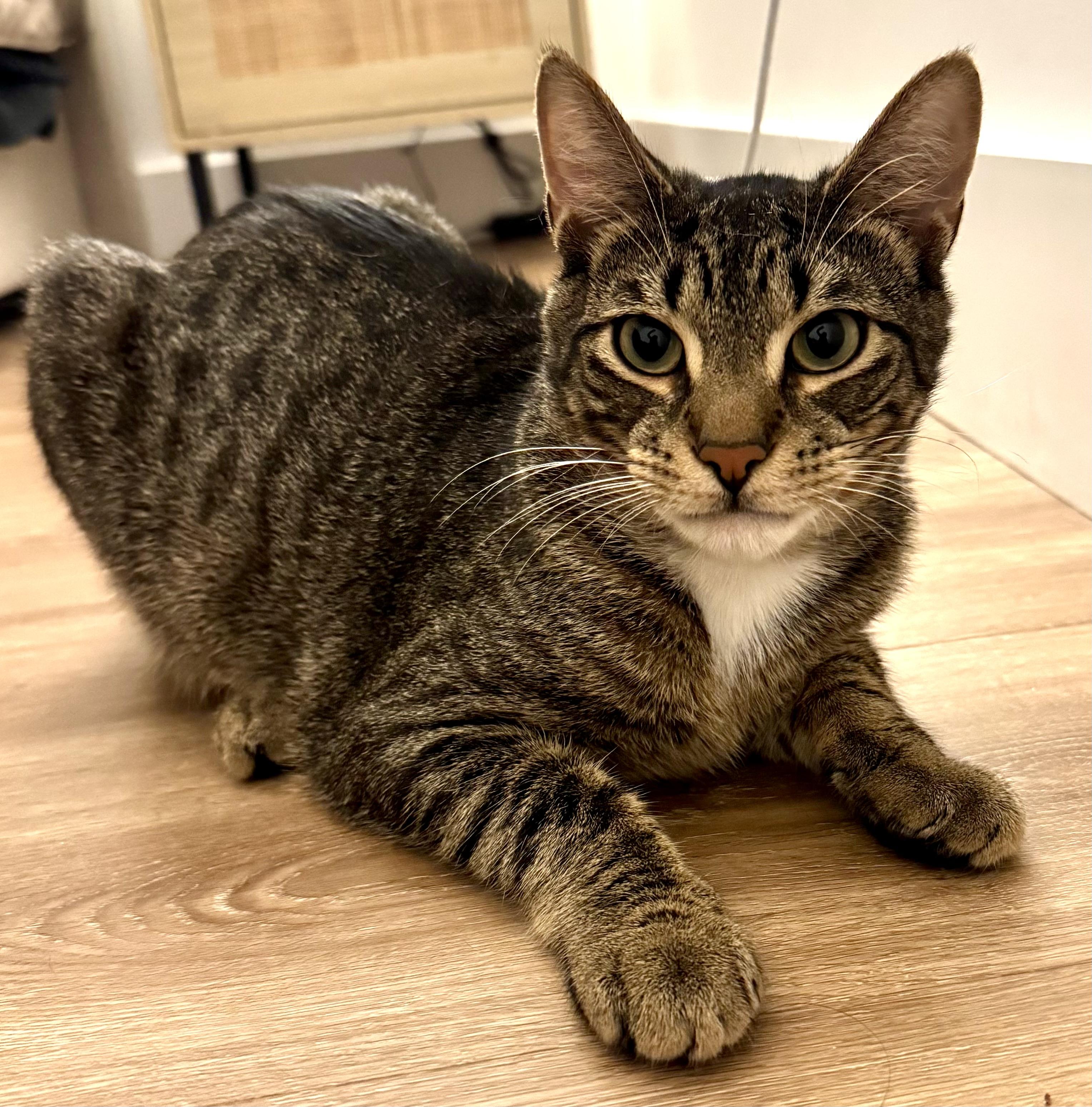 Brownstone Toby, ADOPTABLE, Young Male Domestic Short Hair & Tabby.
