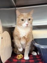 Enlarge Peanut, an adopted Domestic Short Hair in Manitowoc, WI image 1/1