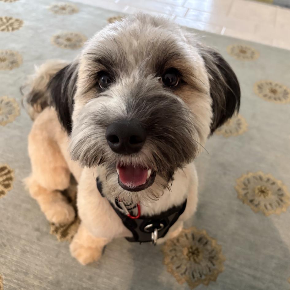 Elm, Adoptable, Adult Male Terrier & Mixed Breed.