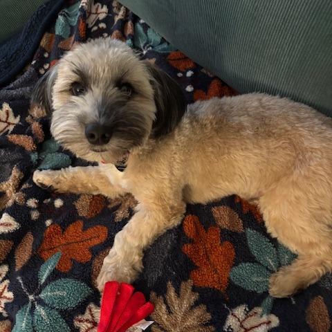 Enlarge Elm, a Adoptable mixed breed in Brooklyn, NY image 2/6
