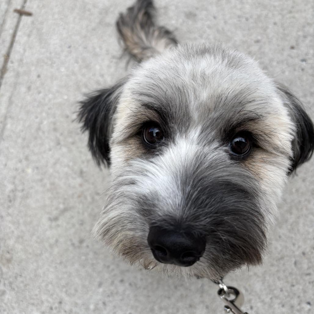 Enlarge Elm, a Adoptable mixed breed in Brooklyn, NY image 3/6