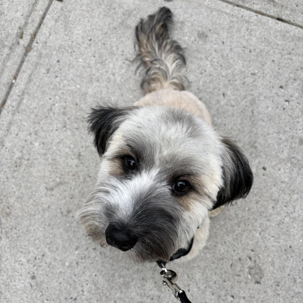 Enlarge Elm, a Adoptable mixed breed in Brooklyn, NY image 4/6