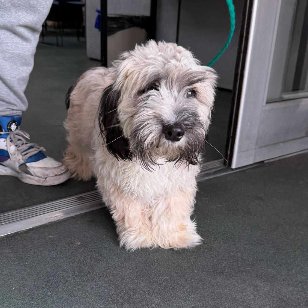 Elm, a Adoptable mixed breed in Brooklyn, NY image 2/6