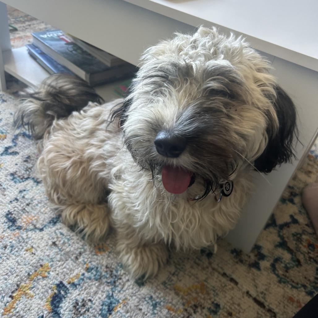 Elm, a Adoptable mixed breed in Brooklyn, NY image 3/6