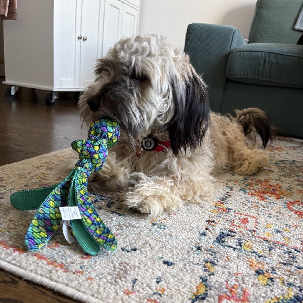 Elm, a Adoptable mixed breed in Brooklyn, NY image 4/6