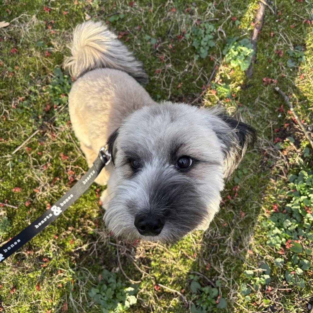 Elm, a Adoptable mixed breed in Brooklyn, NY image 5/6