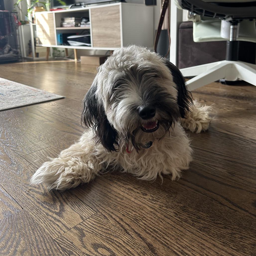 Elm, a Adoptable mixed breed in Brooklyn, NY image 6/6