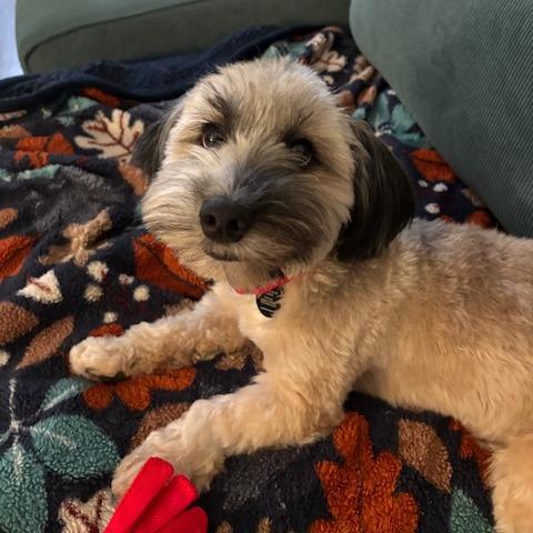 Enlarge Elm, a Adoptable mixed breed in Brooklyn, NY image 6/6
