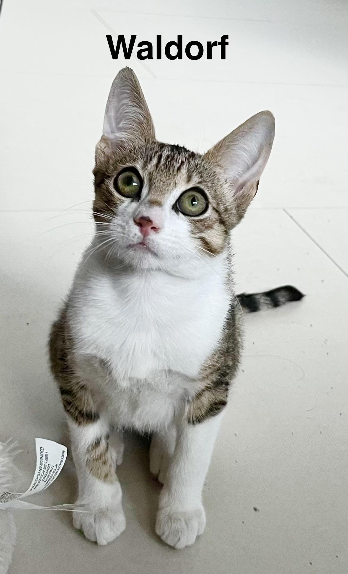 Waldorf, Adoptable, Kitten Male Domestic Short Hair.