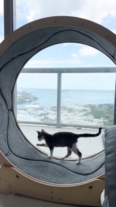 Enlarge Waldorf, a Adoptable Domestic Short Hair in Hartford, CT video 3/3