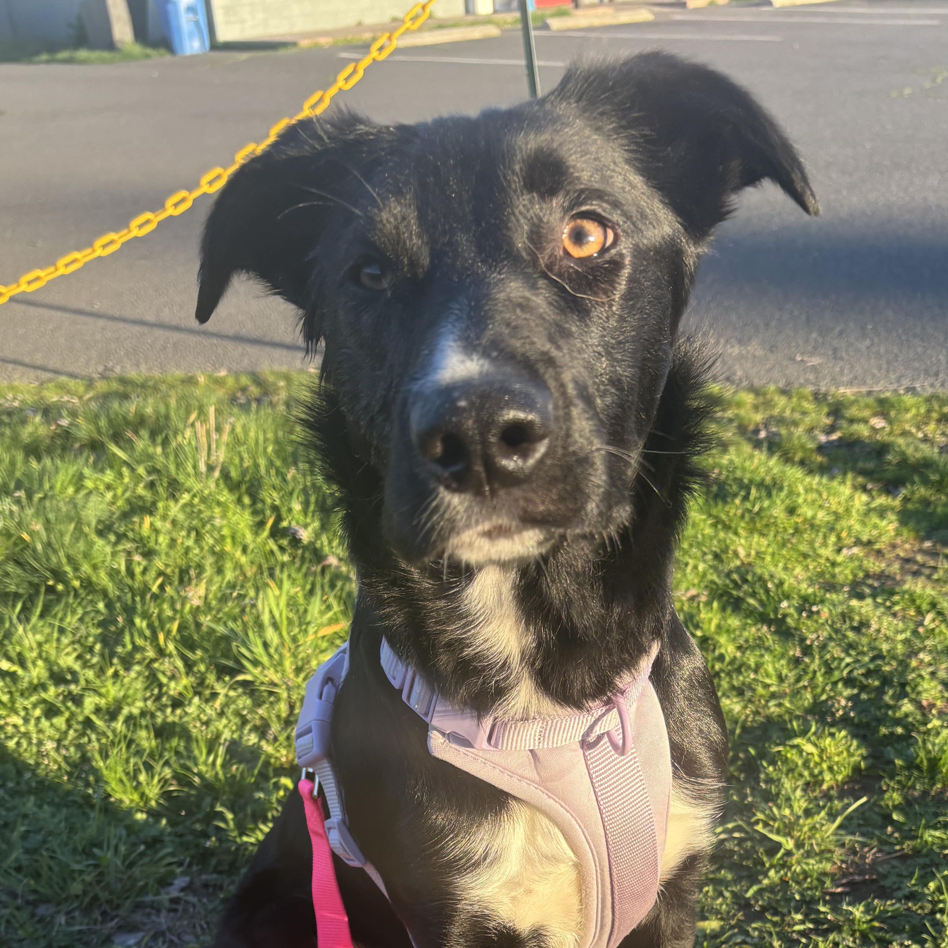 Enlarge Koya, a Adoptable mixed breed in The Dalles, OR image 3/5