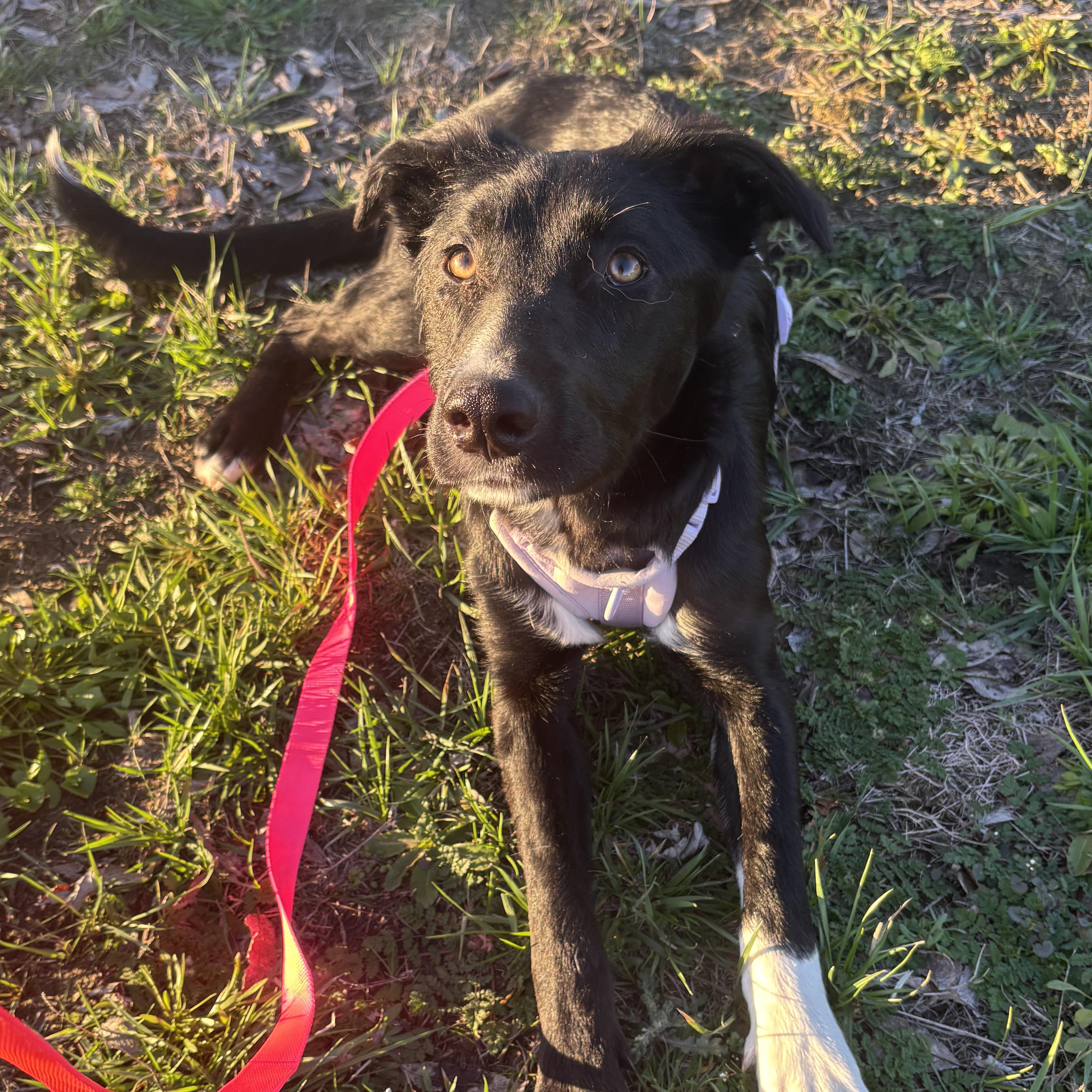 Enlarge Koya, a Adoptable mixed breed in The Dalles, OR image 4/5