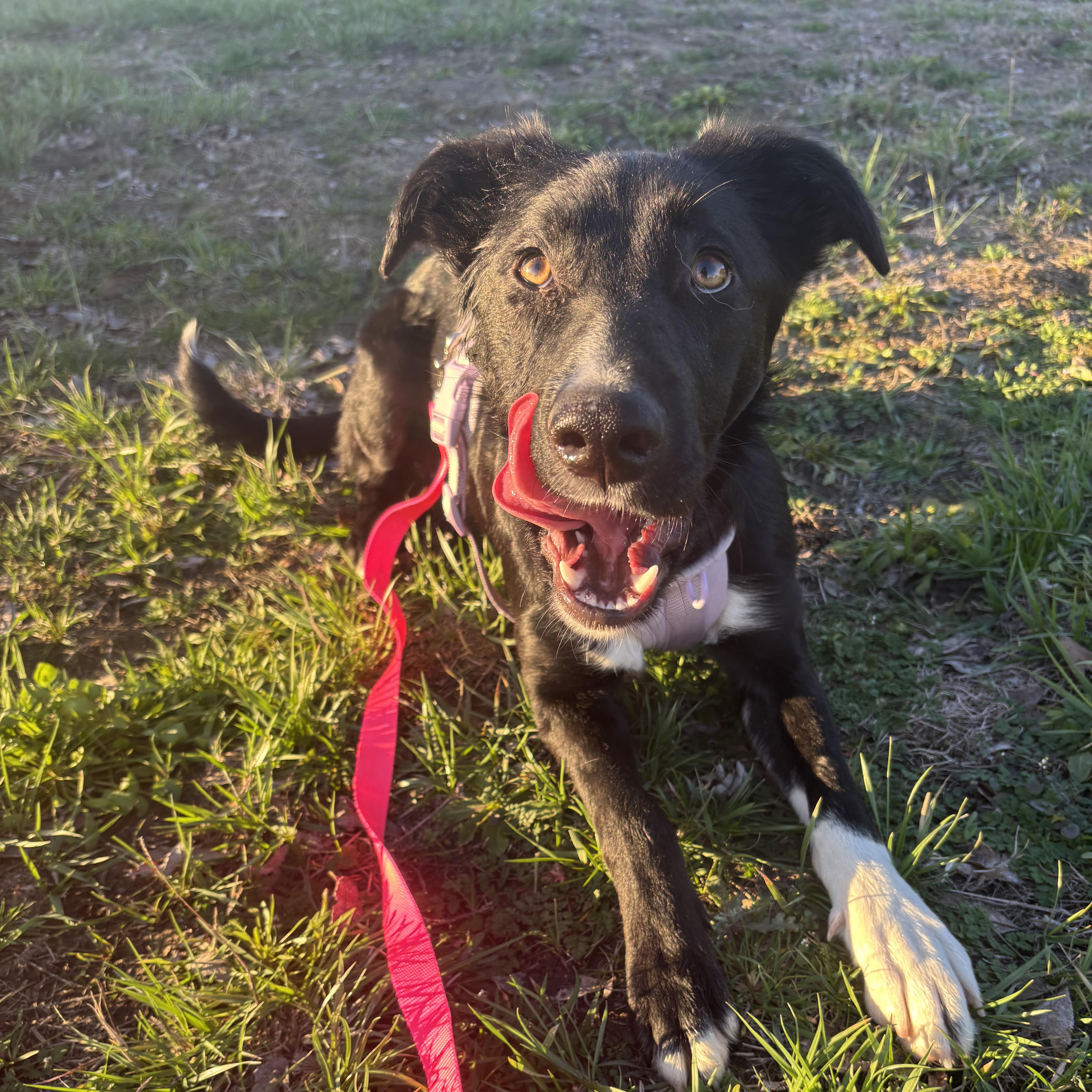 Enlarge Koya, a Adoptable mixed breed in The Dalles, OR image 5/5