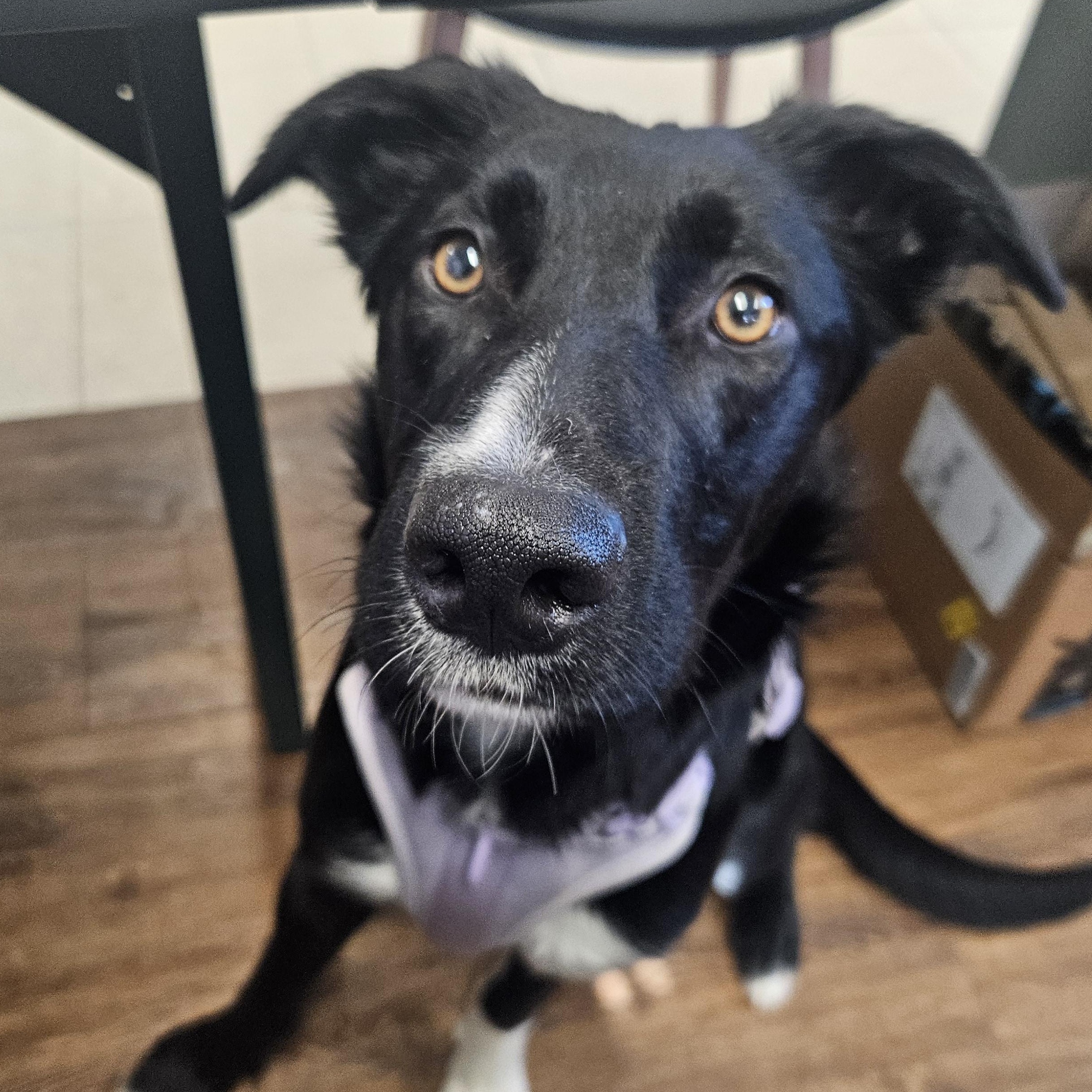 Koya, Adoptable, Young Female Border Collie & Shepherd.