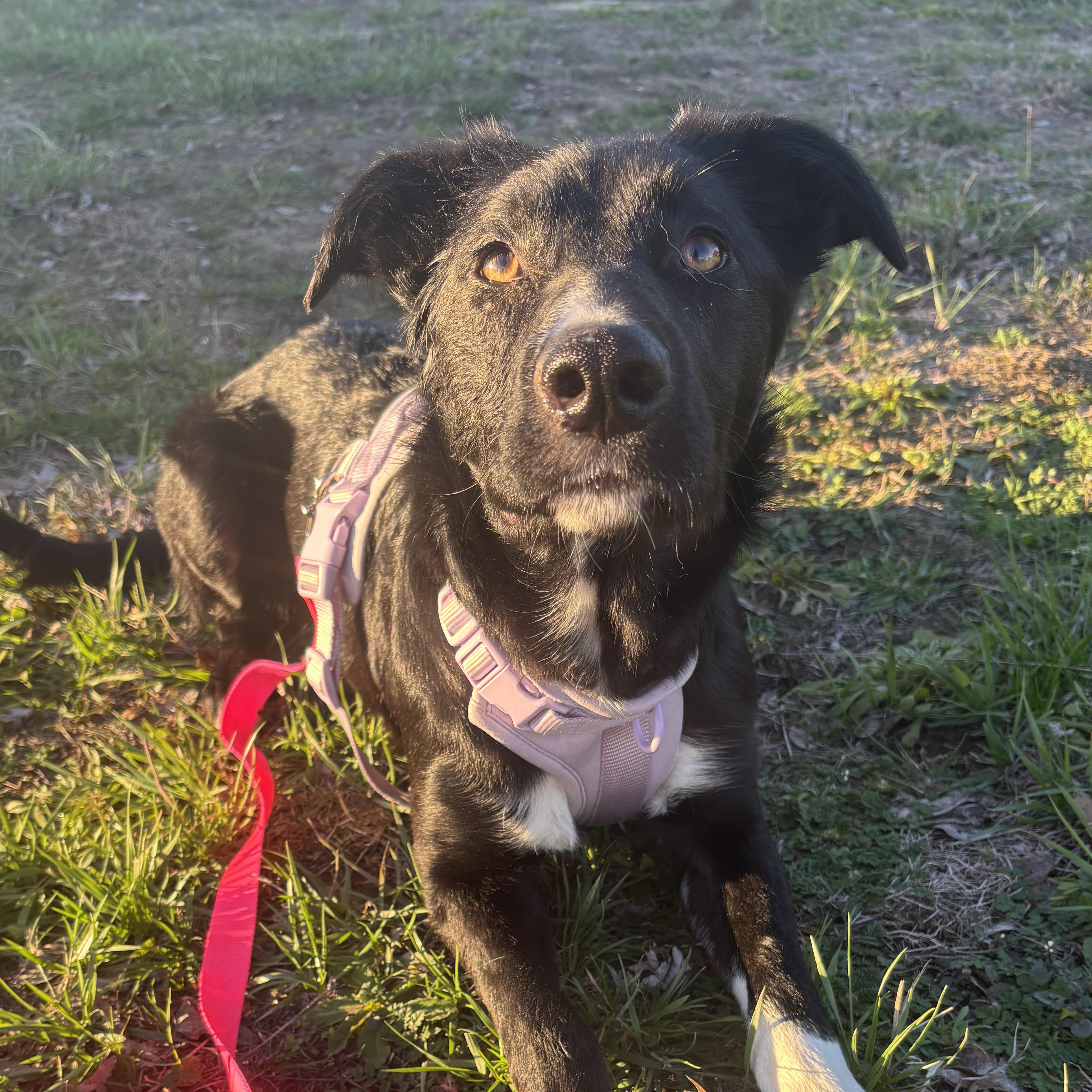 Enlarge Koya, a Adoptable mixed breed in The Dalles, OR image 2/5