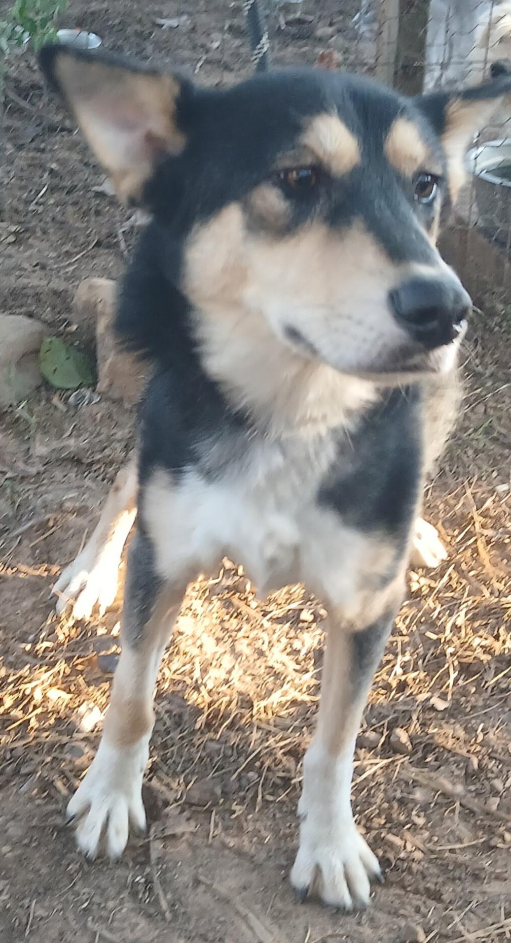 Enlarge Luke, a Adoptable mixed breed in Mena, AR image 1/2