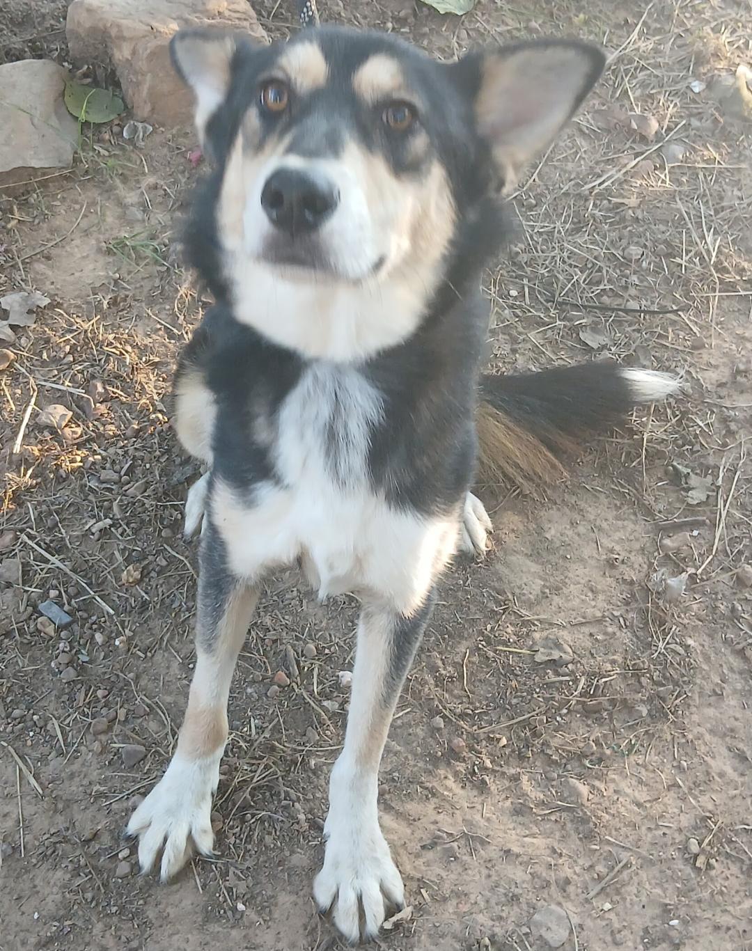 Enlarge Luke, a Adoptable mixed breed in Mena, AR image 2/2