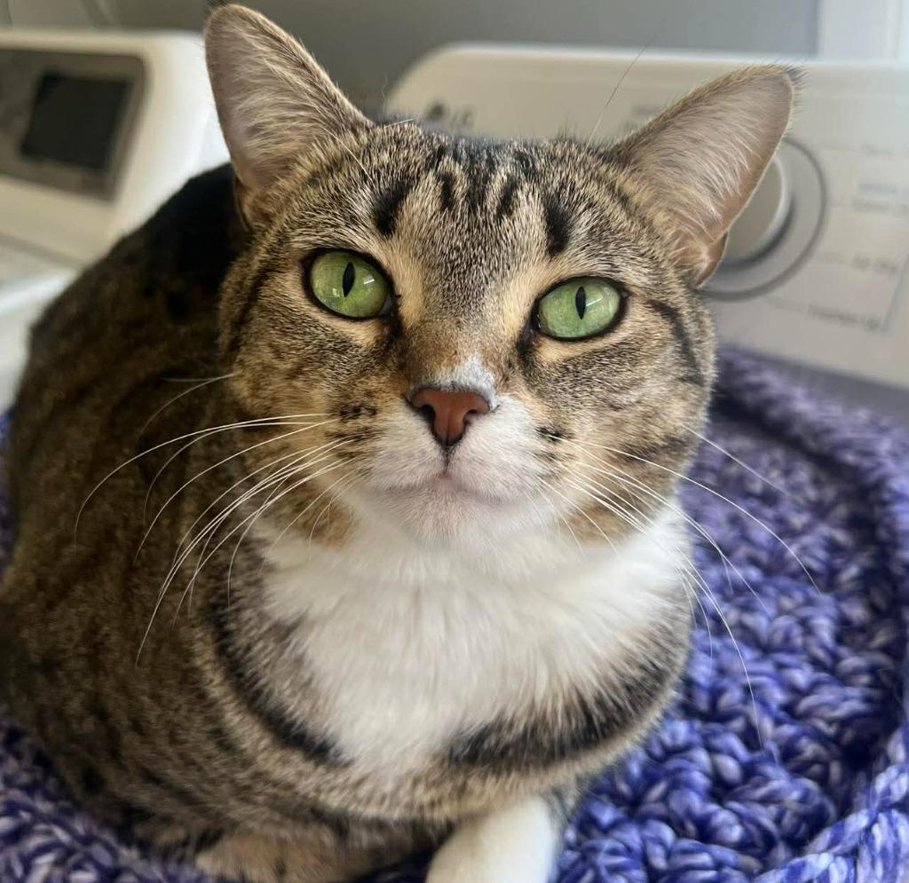 Roxie, Adoptable, Adult Female Domestic Short Hair.