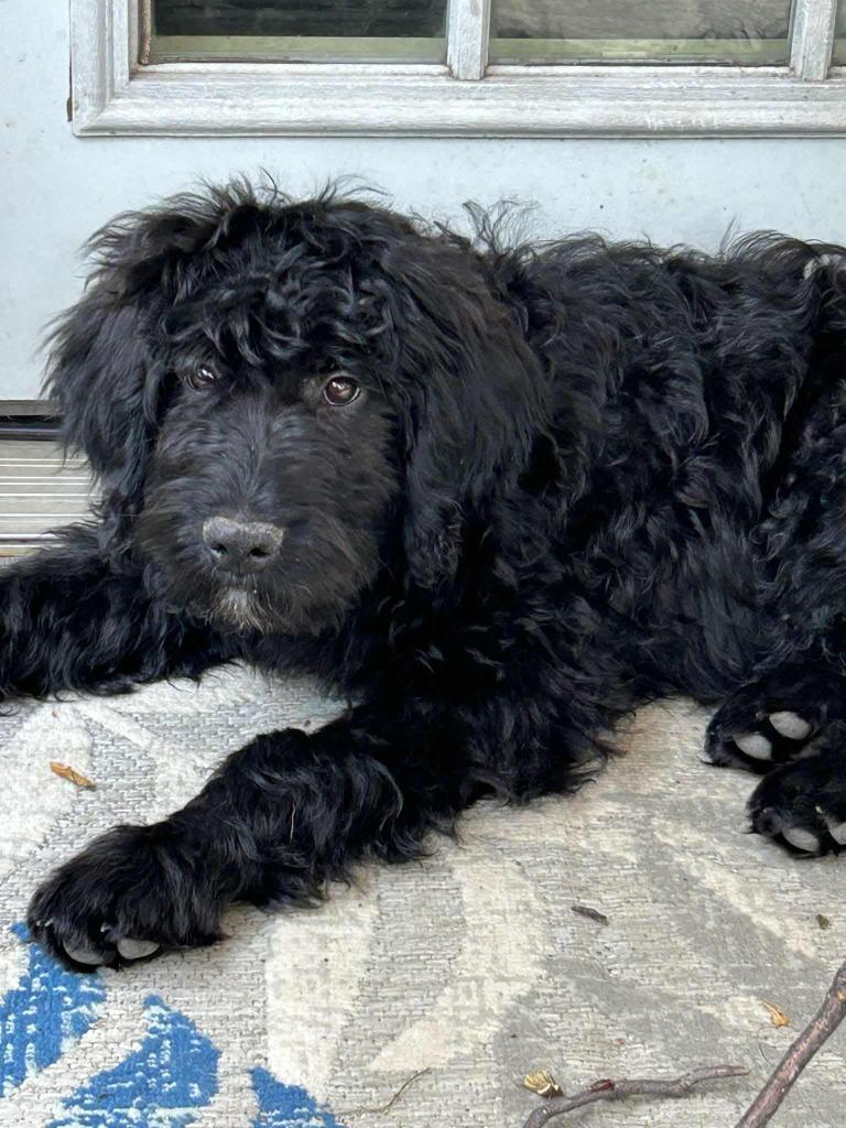 Enlarge Jet, a Adopted mixed breed in Ballwin, MO image 3/6