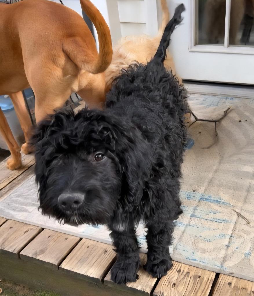Enlarge Jet, a Adopted mixed breed in Ballwin, MO image 5/6