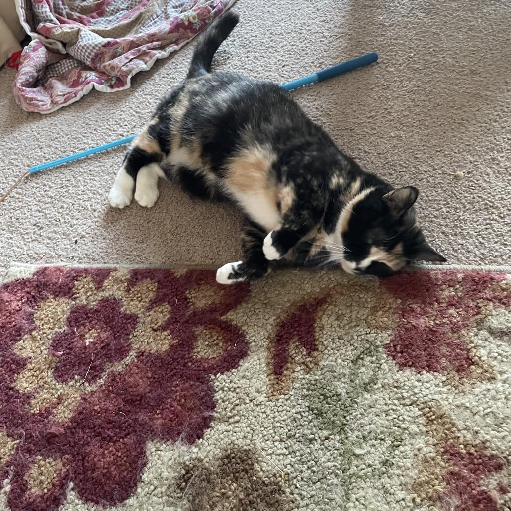 Collette Rayburn, Adoptable, Adult Female Domestic Short Hair & Domestic Long Hair.