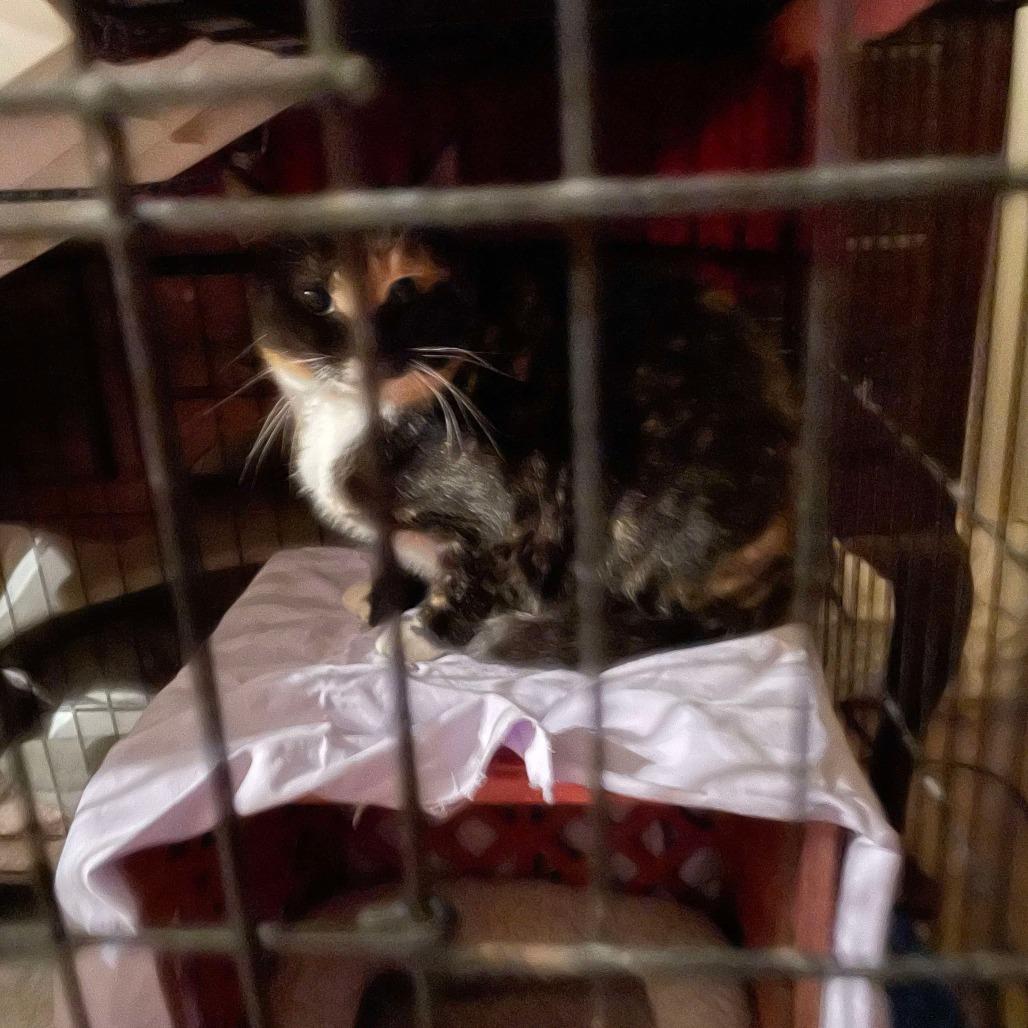 Enlarge Collette Rayburn, a Adoptable mixed breed in Woodstock, VA image 2/6