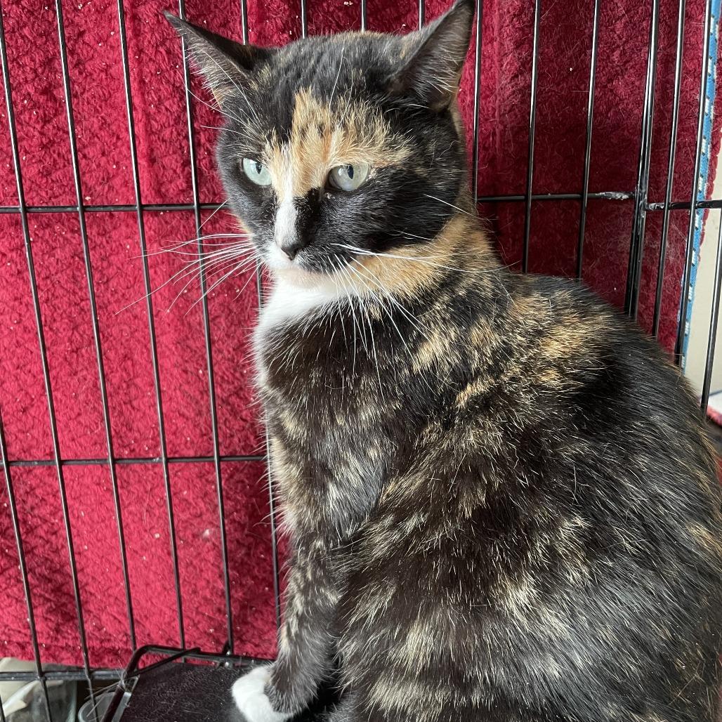 Enlarge Collette Rayburn, a Adoptable mixed breed in Woodstock, VA image 3/6