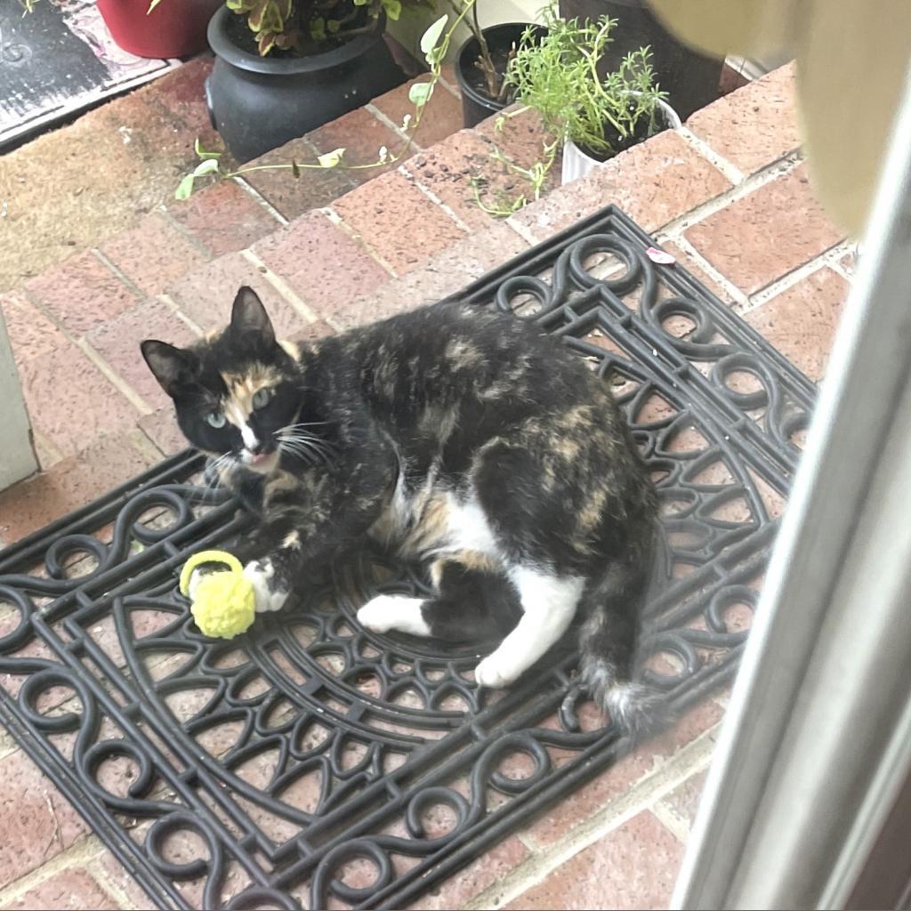 Enlarge Collette Rayburn, a Adoptable mixed breed in Woodstock, VA image 4/6