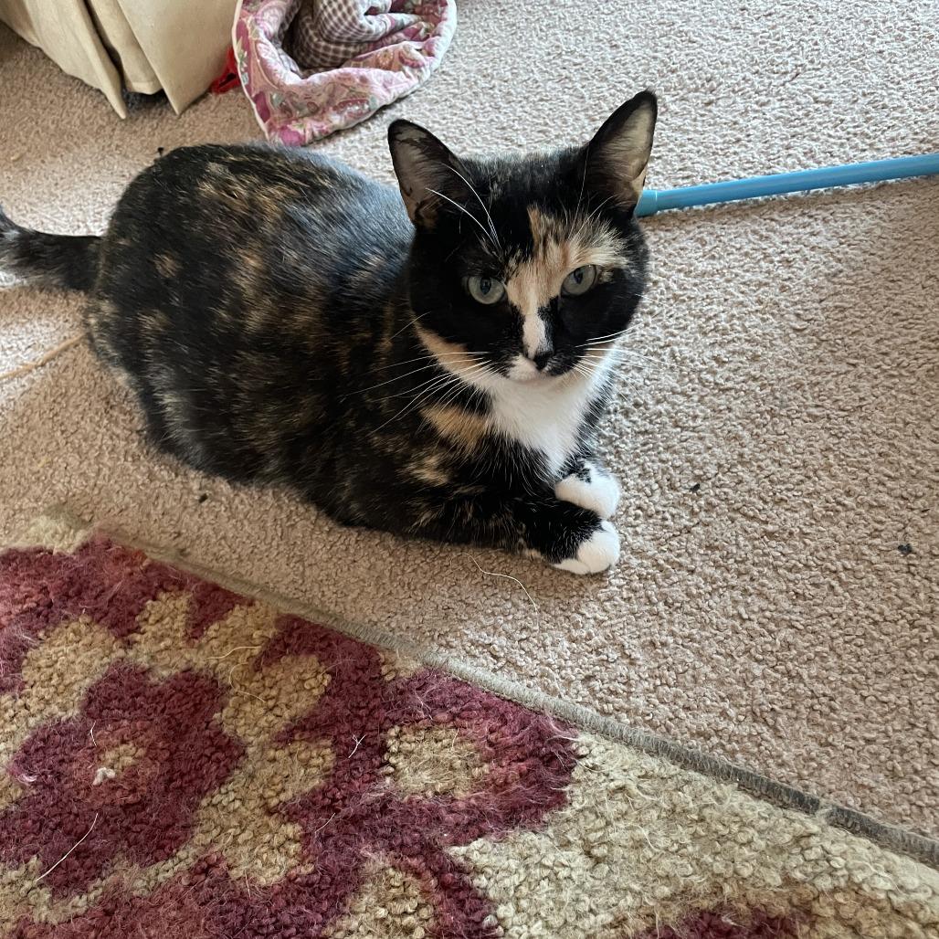 Enlarge Collette Rayburn, a Adoptable mixed breed in Woodstock, VA image 5/6