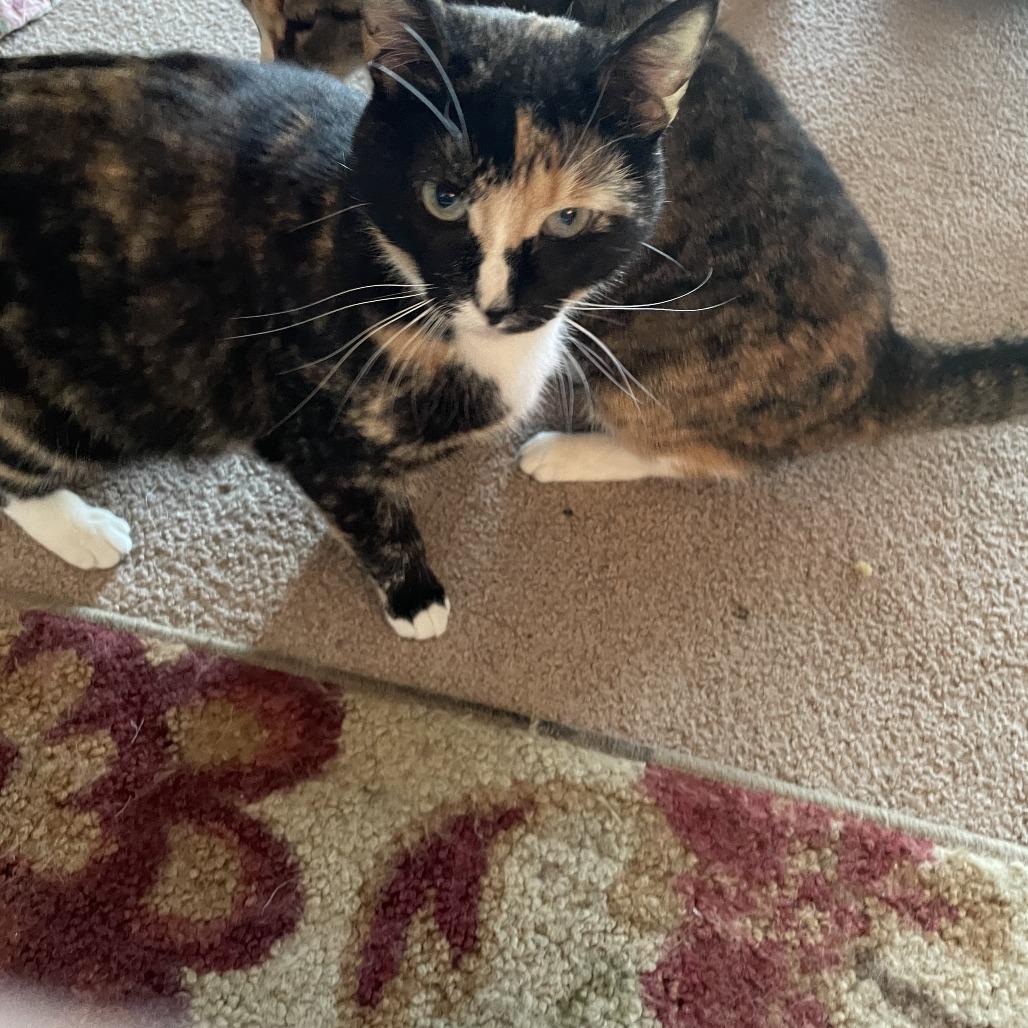 Enlarge Collette Rayburn, a Adoptable mixed breed in Woodstock, VA image 6/6