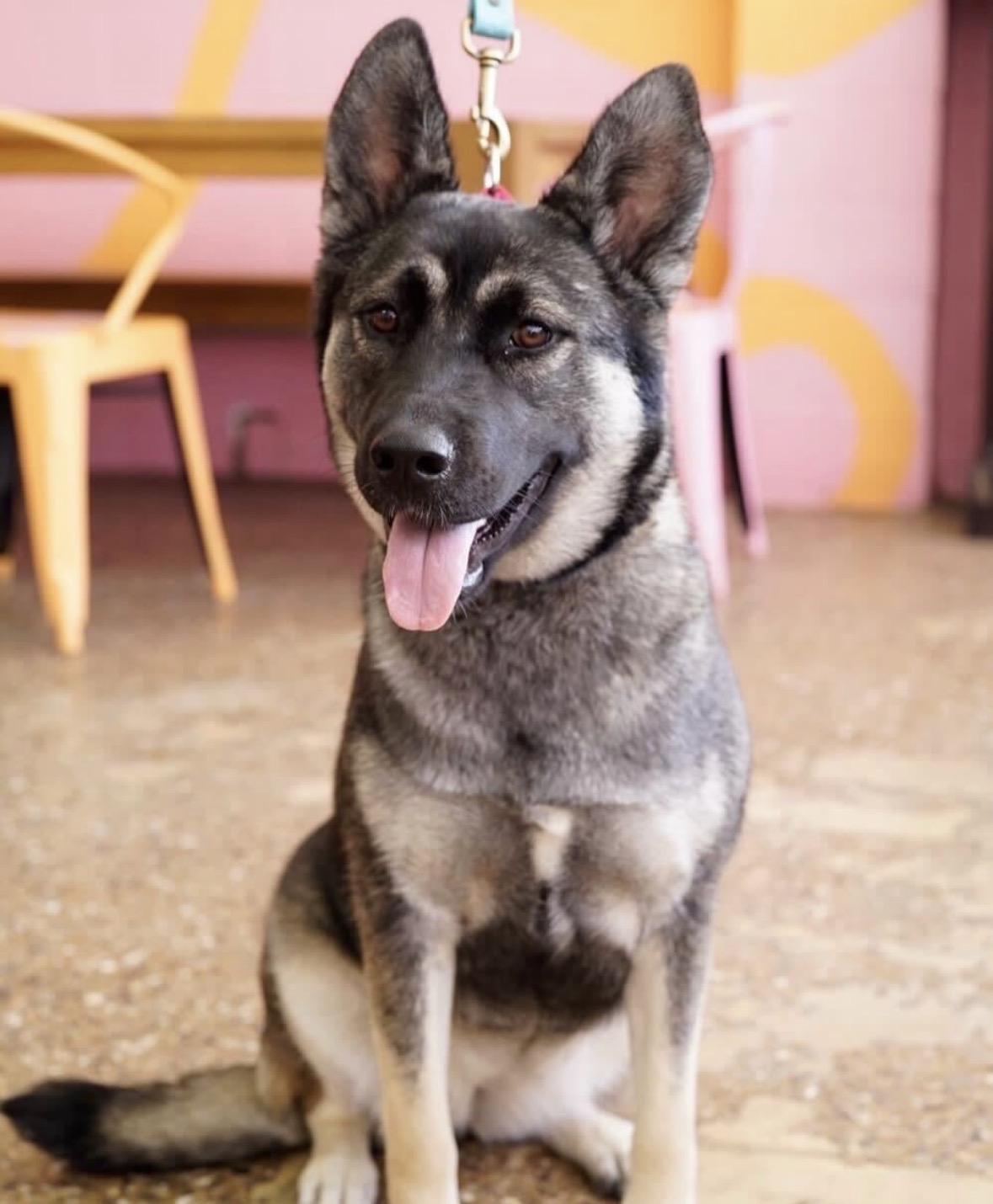 Elfie, Adoptable, Young Female Shepherd.