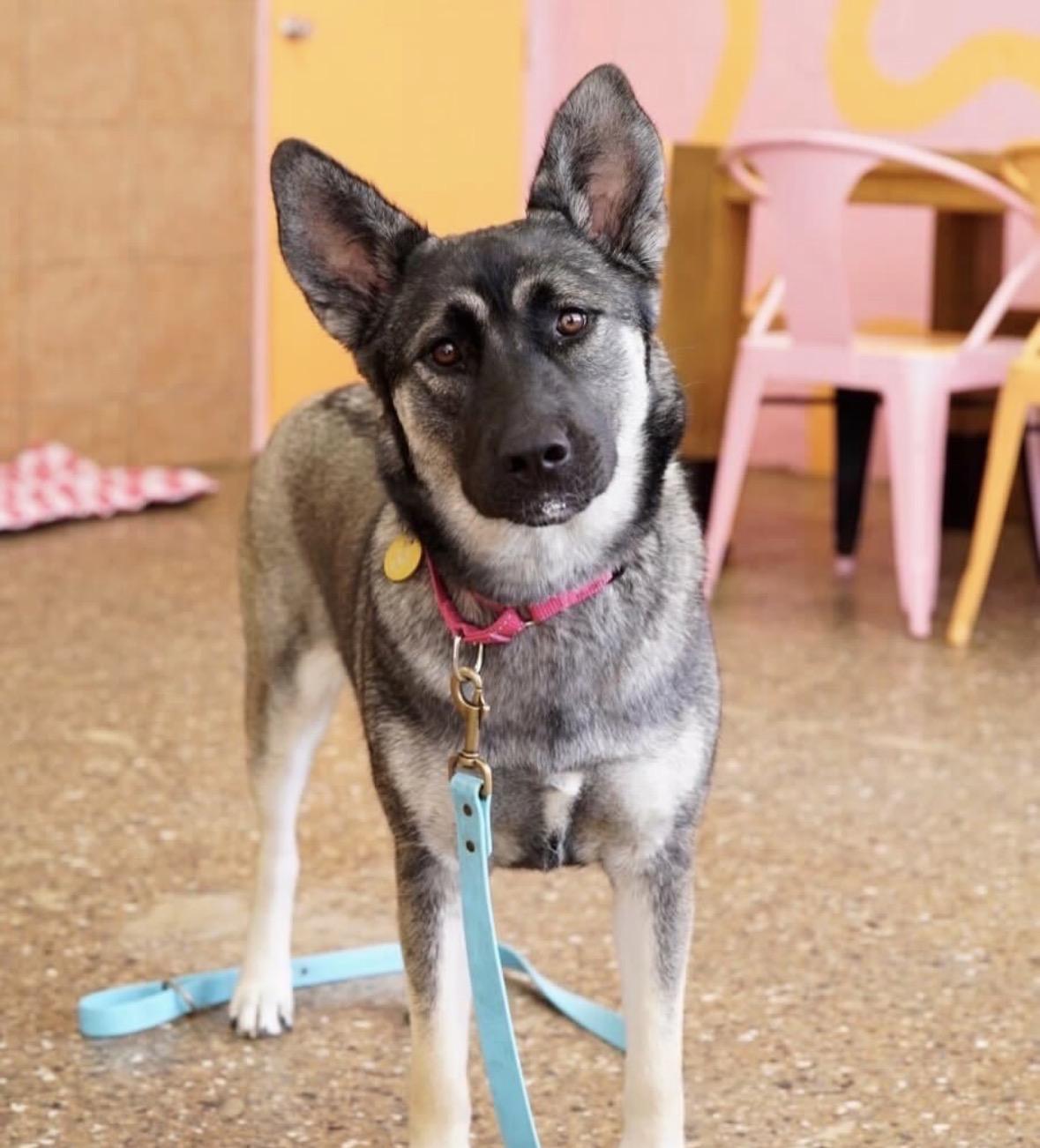 Enlarge Elfie, a Adoptable mixed breed in Pasadena, CA image 5/5