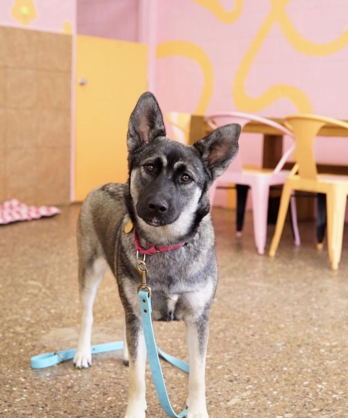 Enlarge Elfie, a Adoptable mixed breed in Pasadena, CA image 3/5