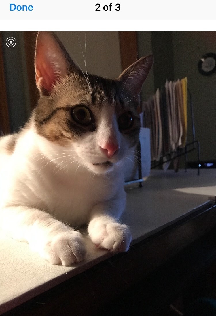 Baxter, a Adoptable Domestic Short Hair in Nutley, NJ image 1/2